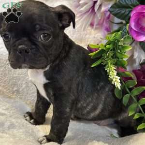 Lola, Bugg Puppy