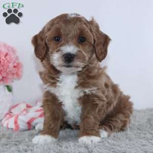 Tracie, Dachshund Puppy