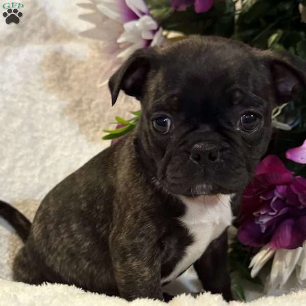 Lola, Bugg Puppy