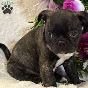 Lola, Bugg Puppy