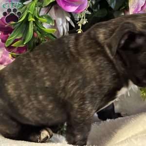 Lola, Bugg Puppy