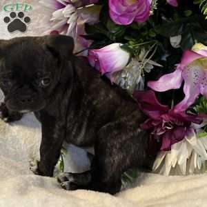 Lola, Bugg Puppy