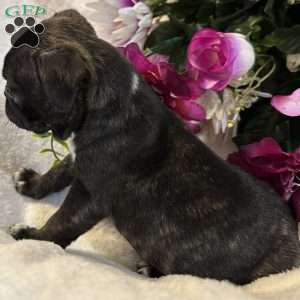 Lola, Bugg Puppy
