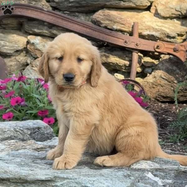 Parker, Golden Retriever Puppy