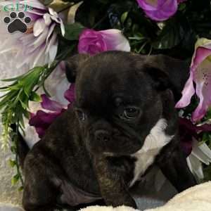 Lola, Bugg Puppy