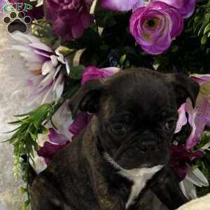 Lola, Bugg Puppy