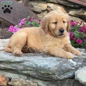 Parker, Golden Retriever Puppy