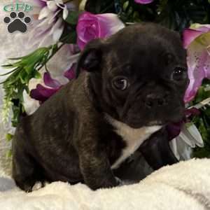 Lola, Bugg Puppy