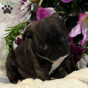 Lola, Bugg Puppy