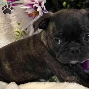 Lola, Bugg Puppy