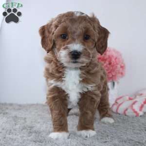 Tracie, Dachshund Puppy