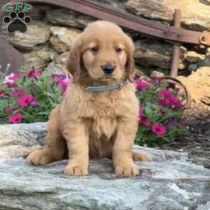 Patrick, Golden Retriever Puppy