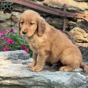Patrick, Golden Retriever Puppy