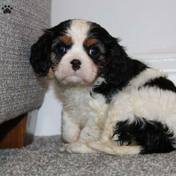 Millie, Cavalier King Charles Spaniel Puppy
