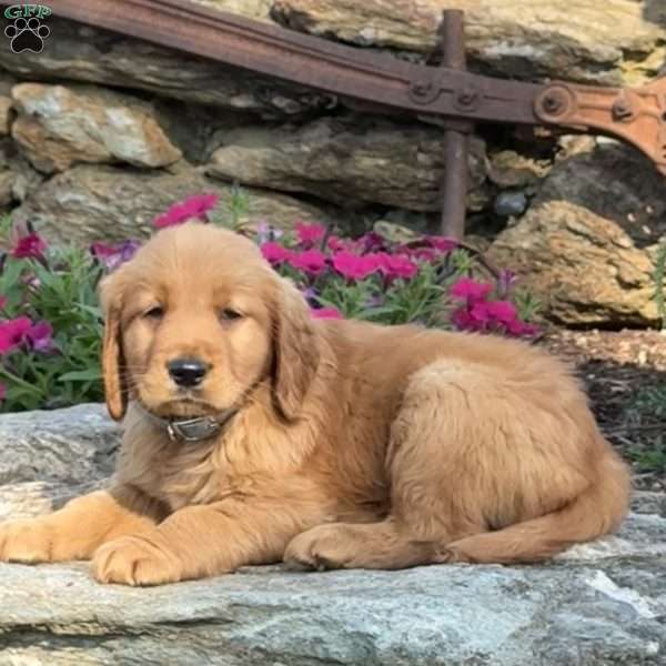 Patrick, Golden Retriever Puppy