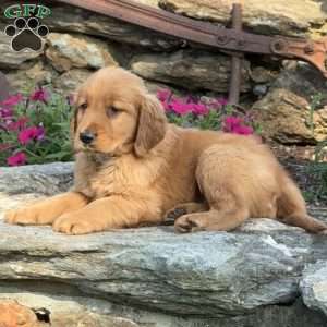Patrick, Golden Retriever Puppy