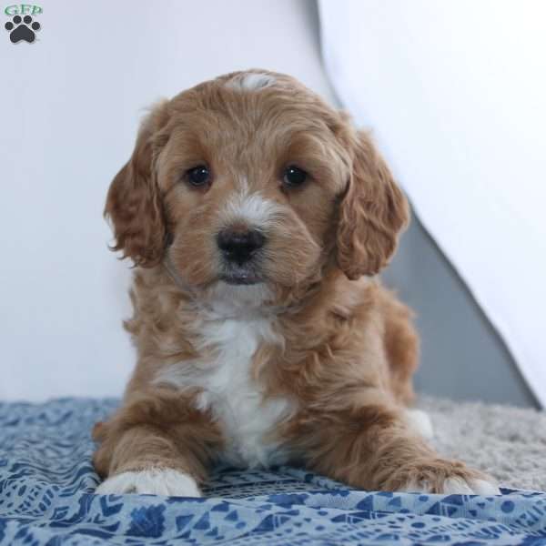 Theodore, Mini Goldendoodle Puppy
