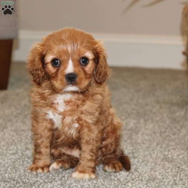 Molly, Cavalier King Charles Spaniel Puppy