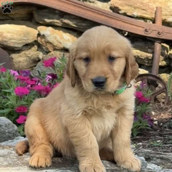 Preston, Golden Retriever Puppy