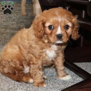 Molly, Cavalier King Charles Spaniel Puppy
