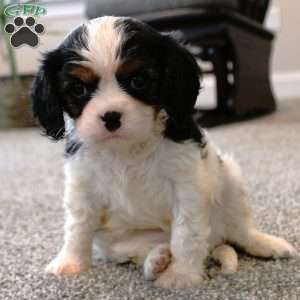 Millie, Cavalier King Charles Spaniel Puppy