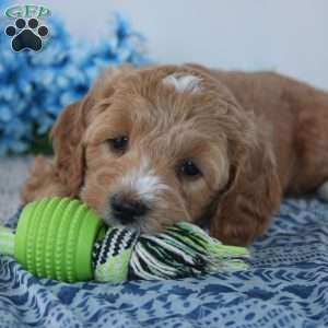 Theodore, Mini Goldendoodle Puppy