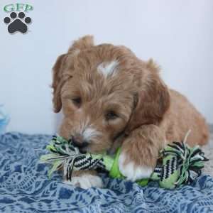 Theodore, Mini Goldendoodle Puppy