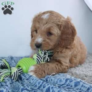 Theodore, Mini Goldendoodle Puppy