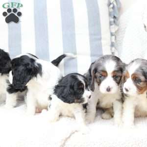 Zues, Cavalier King Charles Spaniel Puppy