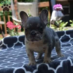 Leo, French Bulldog Puppy