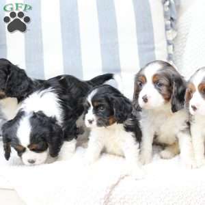 Zues, Cavalier King Charles Spaniel Puppy