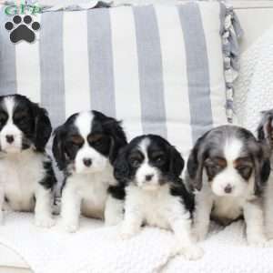Lucy, Cavalier King Charles Spaniel Puppy