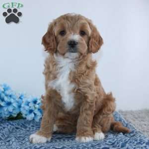 Theodore, Mini Goldendoodle Puppy