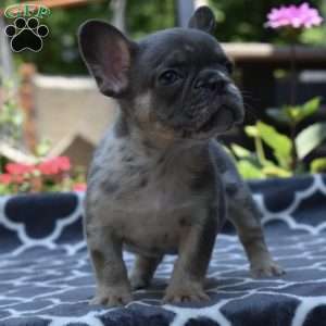 Leo, French Bulldog Puppy
