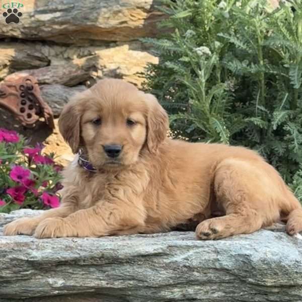 Peter, Golden Retriever Puppy