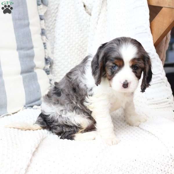 Zues, Cavalier King Charles Spaniel Puppy