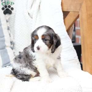Zues, Cavalier King Charles Spaniel Puppy