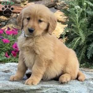 Pearl, Golden Retriever Puppy