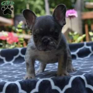 Leo, French Bulldog Puppy