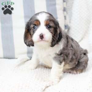 Zues, Cavalier King Charles Spaniel Puppy