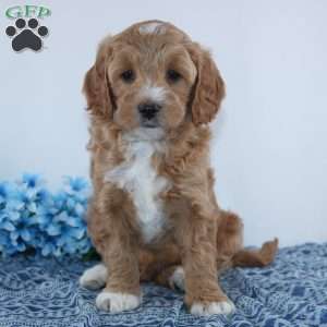 Theodore, Mini Goldendoodle Puppy