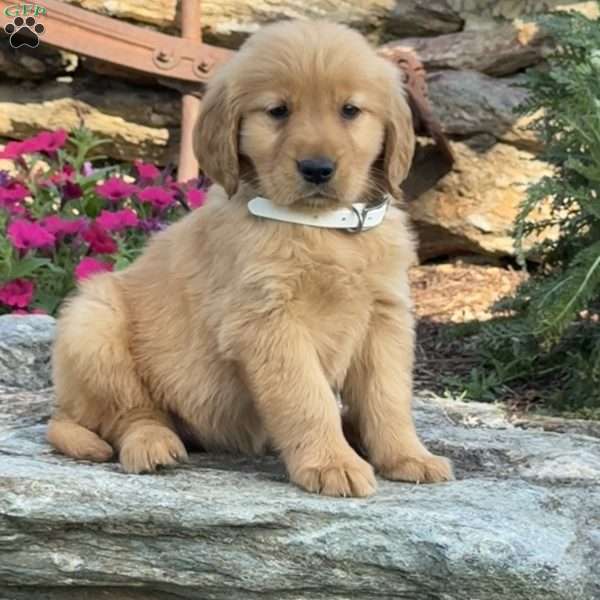 Pearl, Golden Retriever Puppy