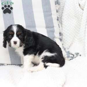 Finn, Cavalier King Charles Spaniel Puppy