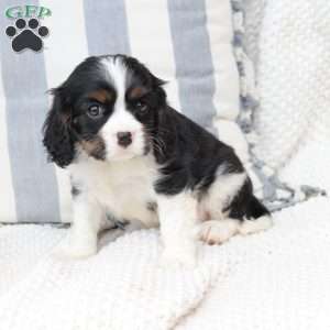 Finn, Cavalier King Charles Spaniel Puppy