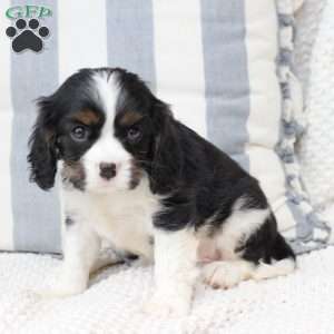 Finn, Cavalier King Charles Spaniel Puppy