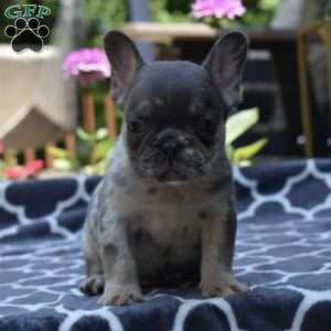 Leo, French Bulldog Puppy