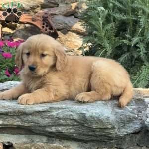 Pearl, Golden Retriever Puppy