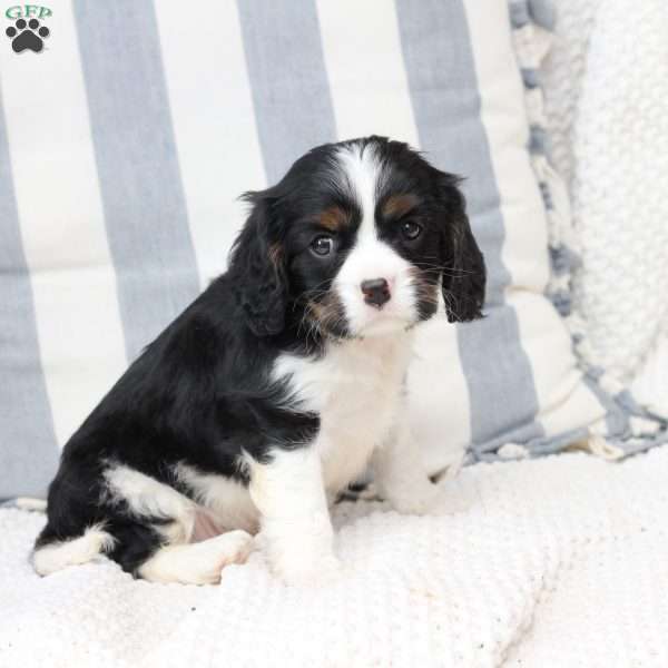 Finn, Cavalier King Charles Spaniel Puppy