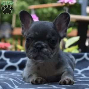 Leo, French Bulldog Puppy