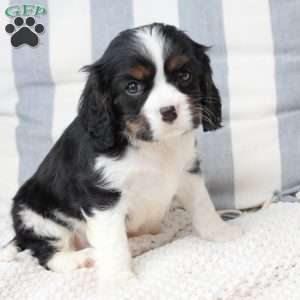Finn, Cavalier King Charles Spaniel Puppy